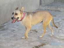 SOWA, Hund, Mischlingshund in Spanien - Bild 19