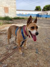 SOWA, Hund, Mischlingshund in Spanien - Bild 3