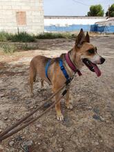 SOWA, Hund, Mischlingshund in Spanien - Bild 5