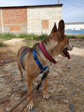 SOWA, Hund, Mischlingshund in Spanien - Bild 7