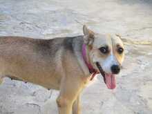 SOWA, Hund, Mischlingshund in Spanien - Bild 8