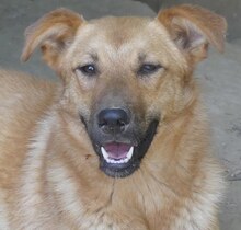JILL, Hund, Mischlingshund in Griechenland - Bild 1
