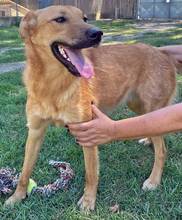 JILL, Hund, Mischlingshund in Griechenland - Bild 14