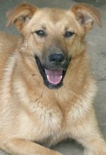 JILL, Hund, Mischlingshund in Griechenland - Bild 17