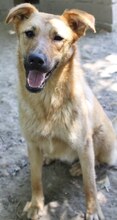 JILL, Hund, Mischlingshund in Griechenland - Bild 18