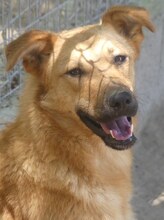 JILL, Hund, Mischlingshund in Griechenland - Bild 19