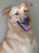 JILL, Hund, Mischlingshund in Griechenland - Bild 21