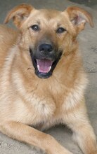 JILL, Hund, Mischlingshund in Griechenland - Bild 22