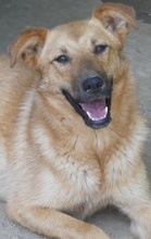 JILL, Hund, Mischlingshund in Griechenland - Bild 23