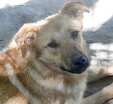 JILL, Hund, Mischlingshund in Griechenland - Bild 24