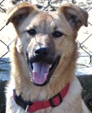 JILL, Hund, Mischlingshund in Griechenland - Bild 25
