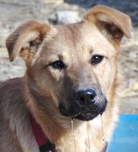 JILL, Hund, Mischlingshund in Griechenland - Bild 26