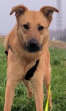 JILL, Hund, Mischlingshund in Griechenland - Bild 3