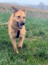 JILL, Hund, Mischlingshund in Griechenland - Bild 4