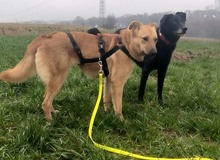 JILL, Hund, Mischlingshund in Griechenland - Bild 5