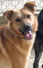 JILL, Hund, Mischlingshund in Griechenland - Bild 7