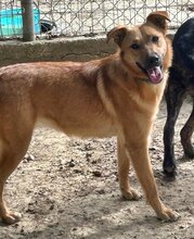 JILL, Hund, Mischlingshund in Griechenland - Bild 8