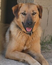 JUNA, Hund, Mischlingshund in Griechenland - Bild 1