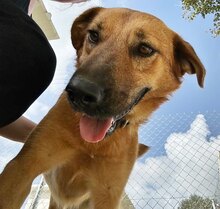 JUNA, Hund, Mischlingshund in Griechenland - Bild 11