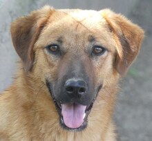 JUNA, Hund, Mischlingshund in Griechenland - Bild 15