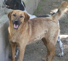 JUNA, Hund, Mischlingshund in Griechenland - Bild 16