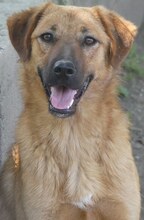 JUNA, Hund, Mischlingshund in Griechenland - Bild 17
