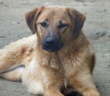 JUNA, Hund, Mischlingshund in Griechenland - Bild 18