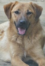 JUNA, Hund, Mischlingshund in Griechenland - Bild 19