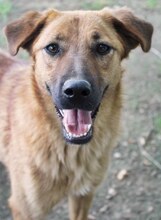 JUNA, Hund, Mischlingshund in Griechenland - Bild 20