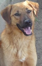 JUNA, Hund, Mischlingshund in Griechenland - Bild 22