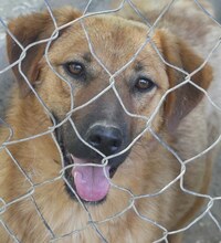 JUNA, Hund, Mischlingshund in Griechenland - Bild 23