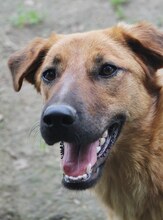 JUNA, Hund, Mischlingshund in Griechenland - Bild 24