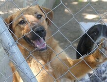 JUNA, Hund, Mischlingshund in Griechenland - Bild 25