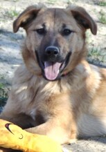 JUNA, Hund, Mischlingshund in Griechenland - Bild 26