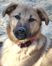 JUNA, Hund, Mischlingshund in Griechenland - Bild 28