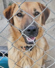 JUNA, Hund, Mischlingshund in Griechenland - Bild 3