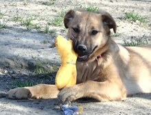 JUNA, Hund, Mischlingshund in Griechenland - Bild 30