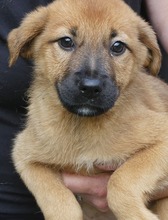 JUNA, Hund, Mischlingshund in Griechenland - Bild 31