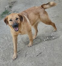 JUNA, Hund, Mischlingshund in Griechenland - Bild 4