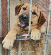 JUNA, Hund, Mischlingshund in Griechenland - Bild 5