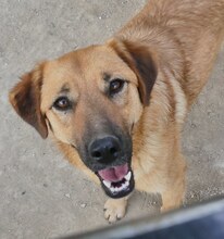 JUNA, Hund, Mischlingshund in Griechenland - Bild 6