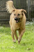 JUNA, Hund, Mischlingshund in Griechenland - Bild 7