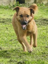 JUNA, Hund, Mischlingshund in Griechenland - Bild 8