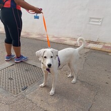 NAIA, Hund, Mischlingshund in Spanien - Bild 10