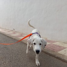 NAIA, Hund, Mischlingshund in Spanien - Bild 12