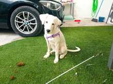 NAIA, Hund, Mischlingshund in Spanien - Bild 13