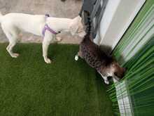 NAIA, Hund, Mischlingshund in Spanien - Bild 15