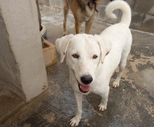 NAIA, Hund, Mischlingshund in Spanien - Bild 2