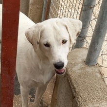 NAIA, Hund, Mischlingshund in Spanien - Bild 5