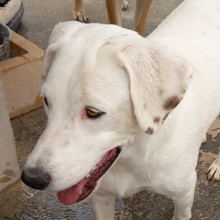NAIA, Hund, Mischlingshund in Spanien - Bild 7